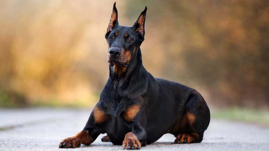 Siyah Köpek Irkları 