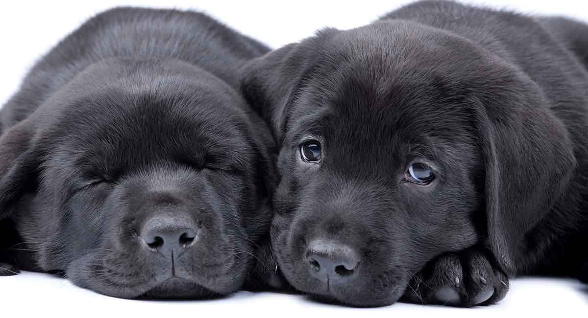 Siyah köpek ırkları