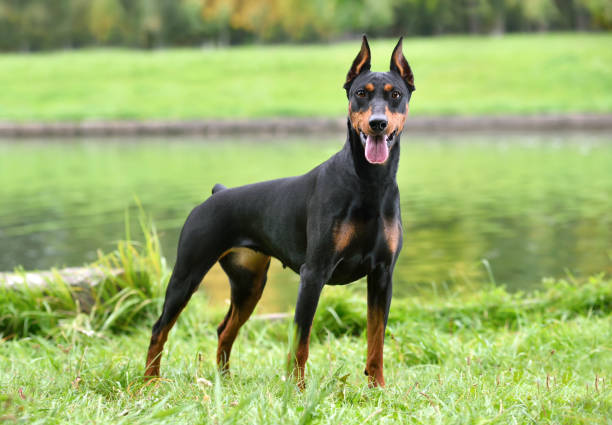 Siyah Köpek Irkları