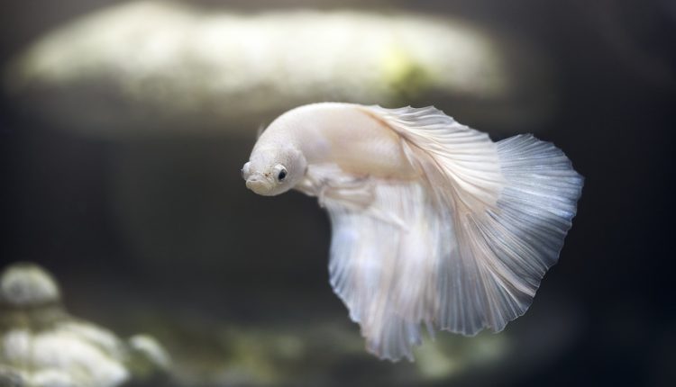 Tatlı Su Akvaryum Balıkları