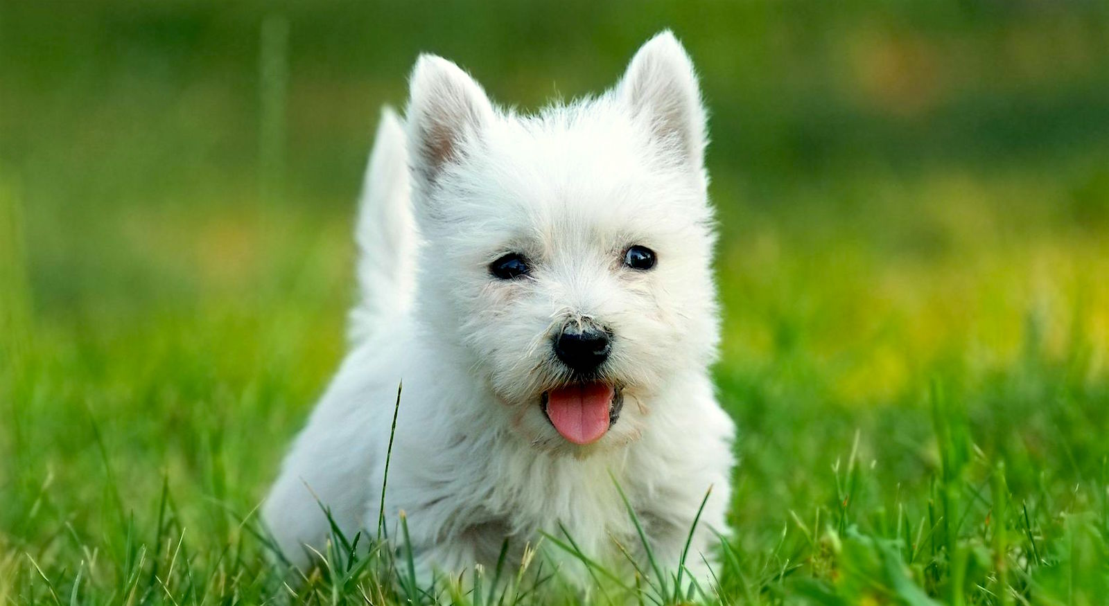 Teriyer Köpek Irkları