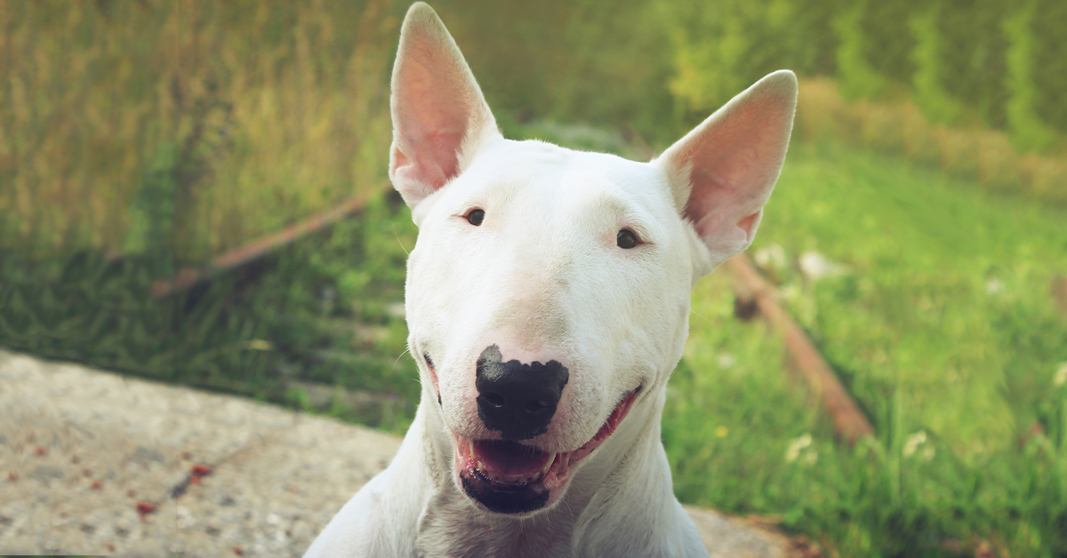 Teriyer Köpek Irkları