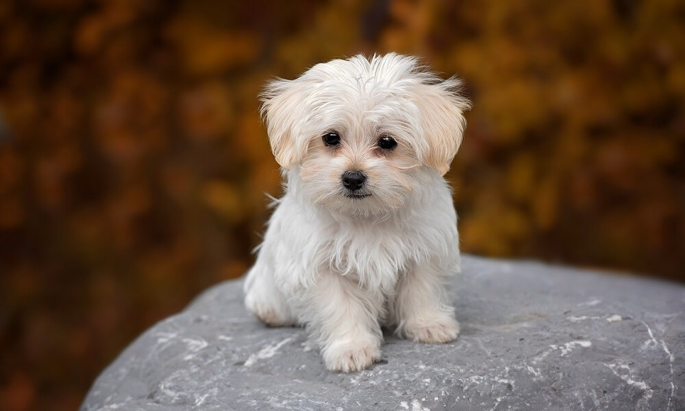 Teriyer Köpek Irkları