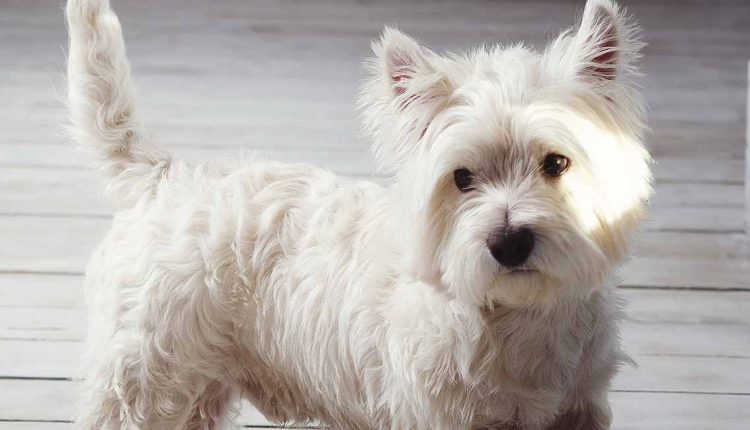 Teriyer Köpek Irkları