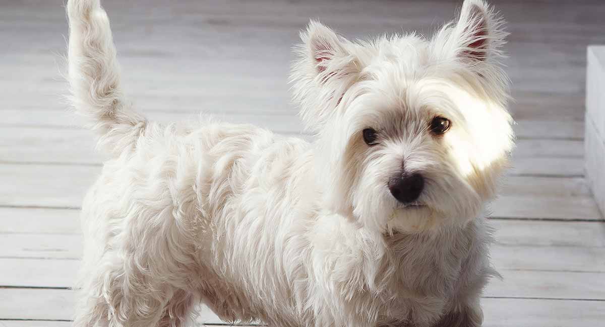 Teriyer Köpek Irkları