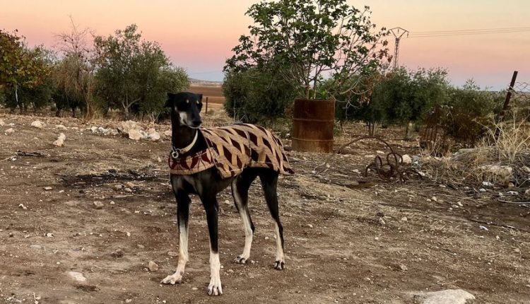 En Eski Köpek Irkları 2024