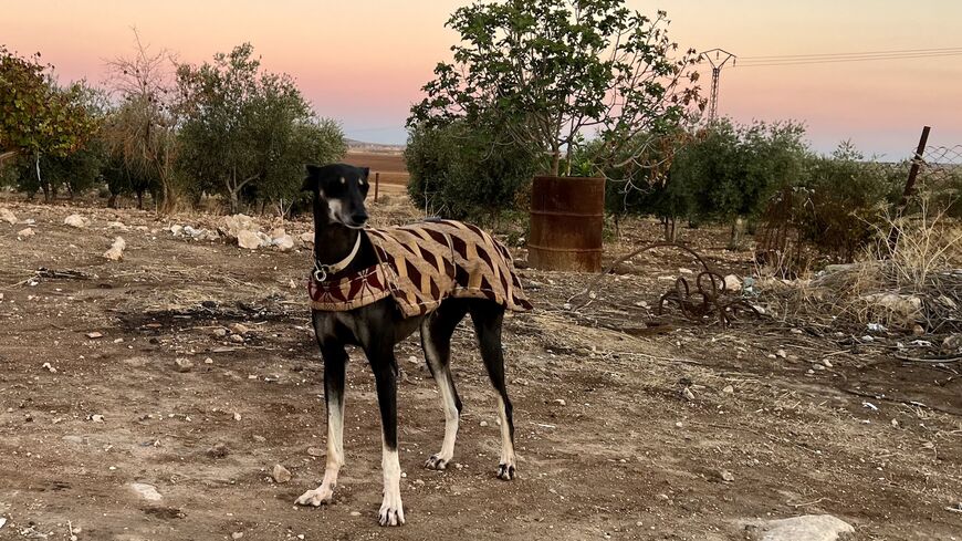 En Eski Köpek Irkları 2024