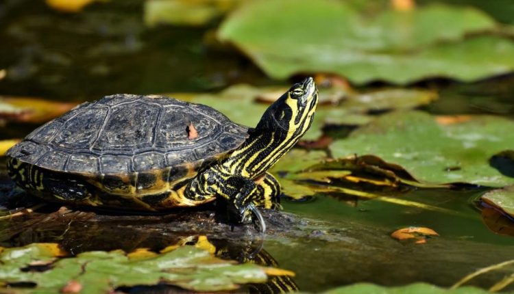 Evde Kaplumbağa Bakımı