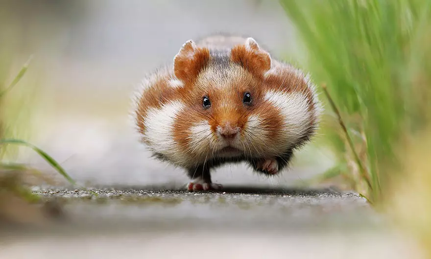 Hamster ve Fare Farklı Mı