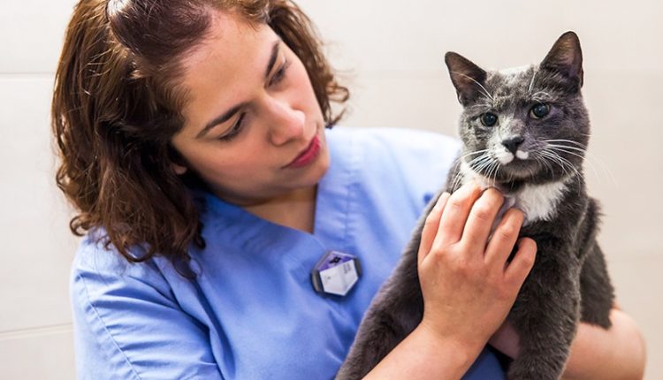 Kedi Dışkısında Kan