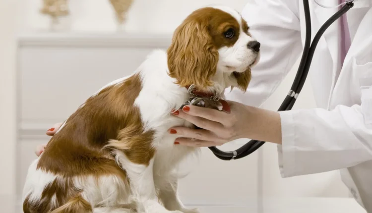 Köpeklerde Kalp Krizi