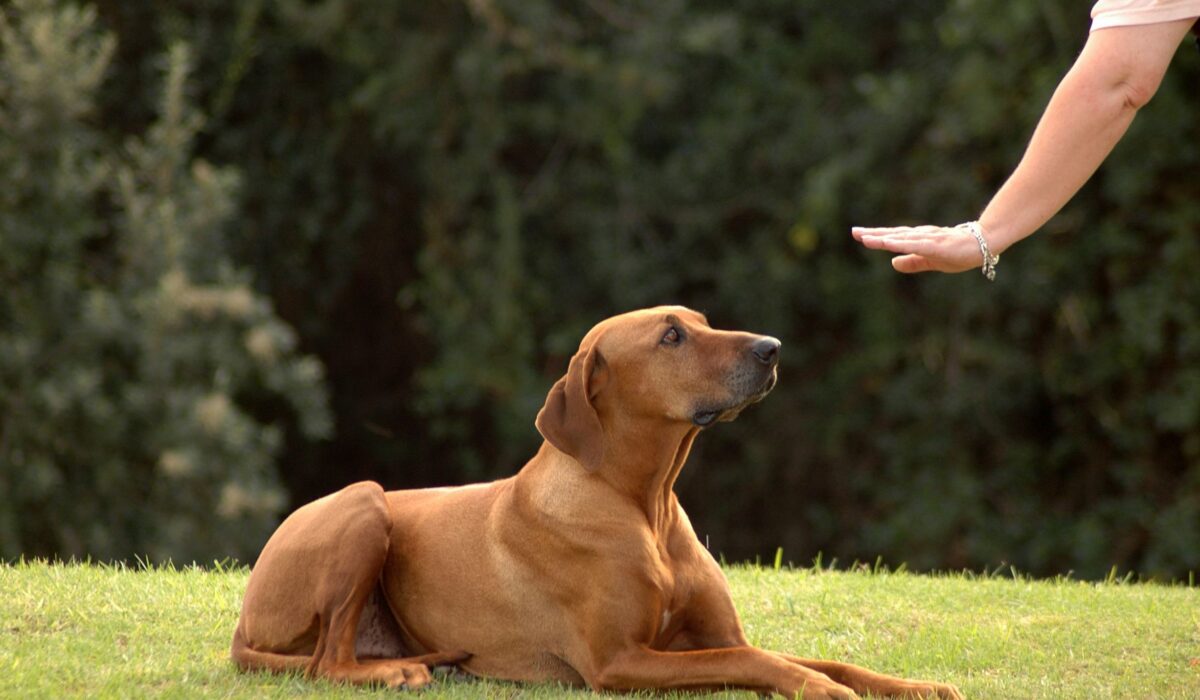 Köpeklere Öğretilecek Komutlar 2024