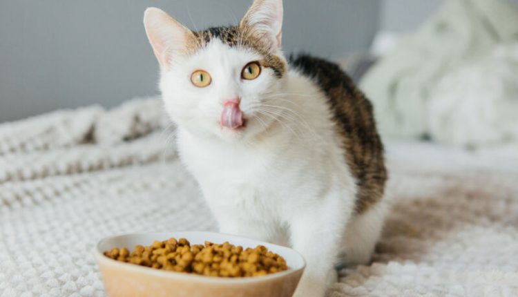 Ucuz Kedi Maması Alınır Mı? 2024