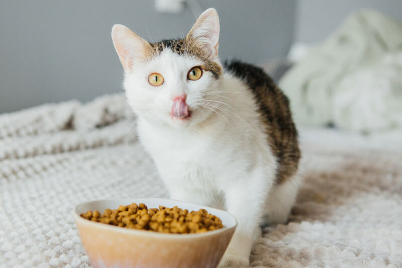 Ucuz Kedi Maması Alınır Mı? 2024 Ucuz Kedi Maması Alınır Mı? 2024