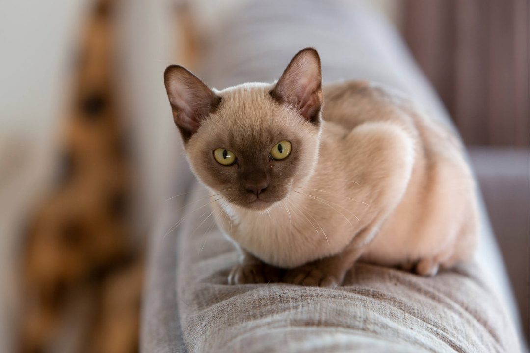 Burmese kedi ırkı bakımı
