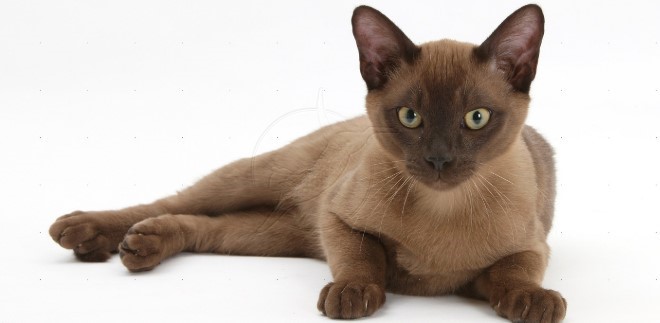 Burmese Kedi Irkı Bakımı