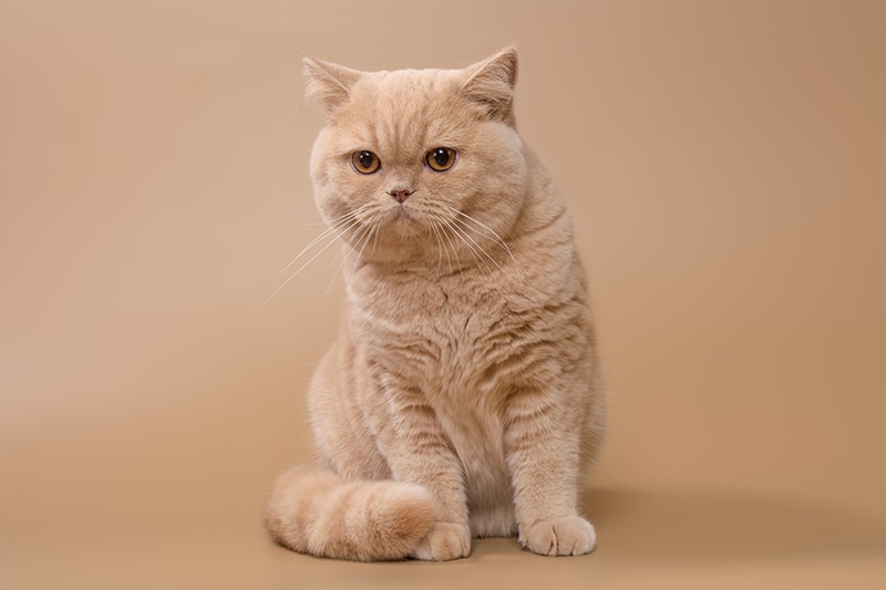 En sakin kedi ırkları