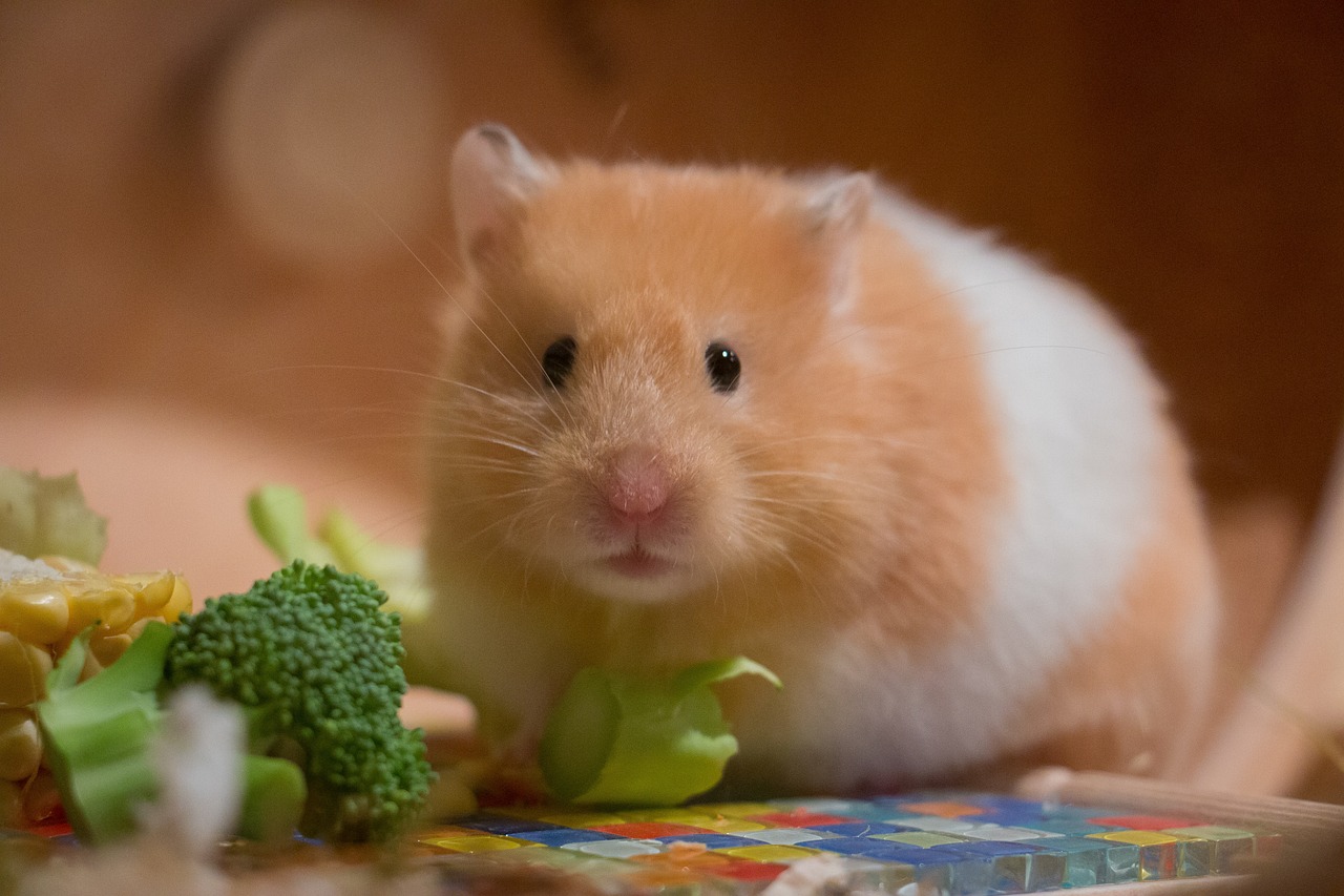 Evcil Hamster Bakımı