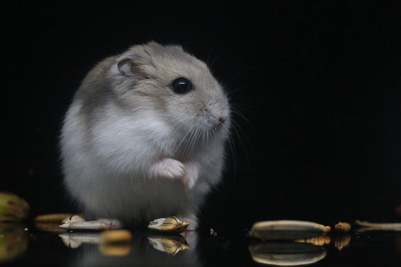 Evcil Hamster Bakımı