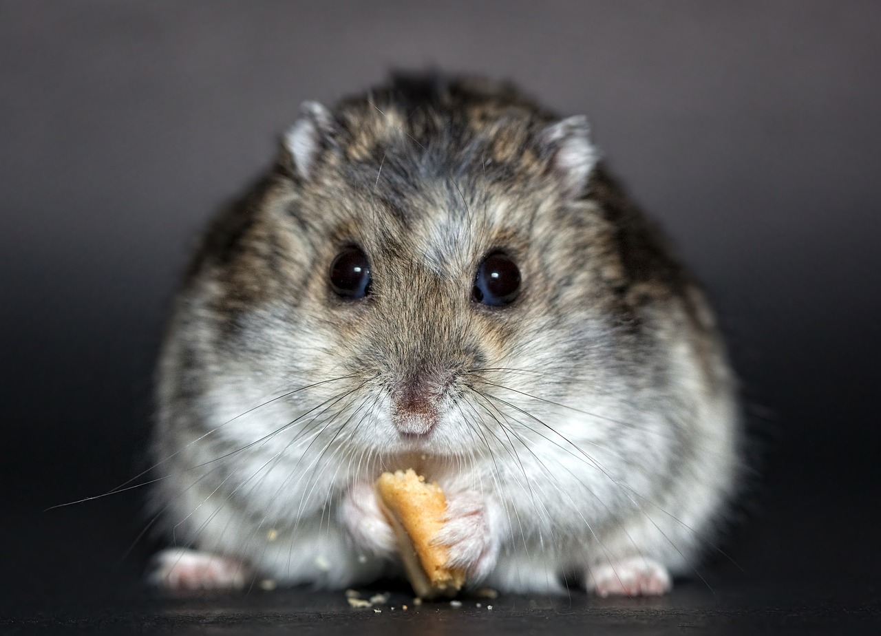 Evcil Hamster Bakımı