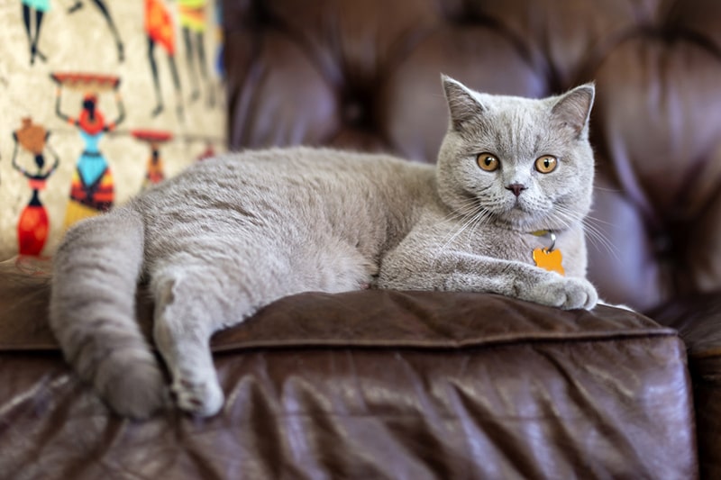 kedi cinsleri 