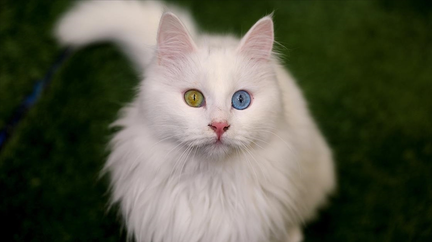 kedi cinsleri 2