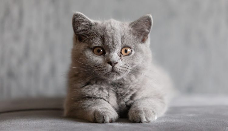 kedi cinsleri