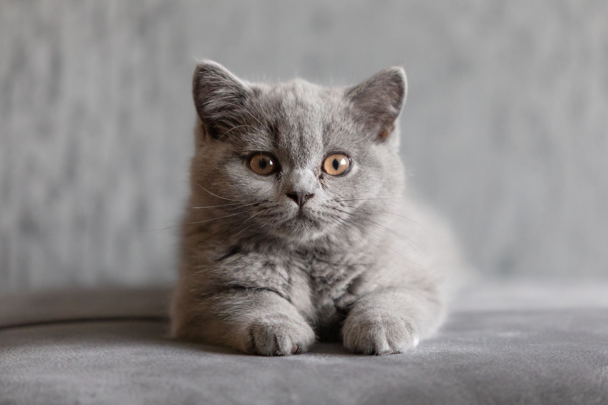 kedi cinsleri