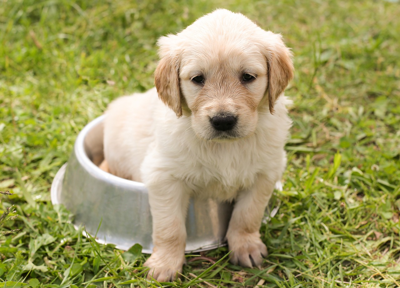 köpek bakımı basıl yapılır