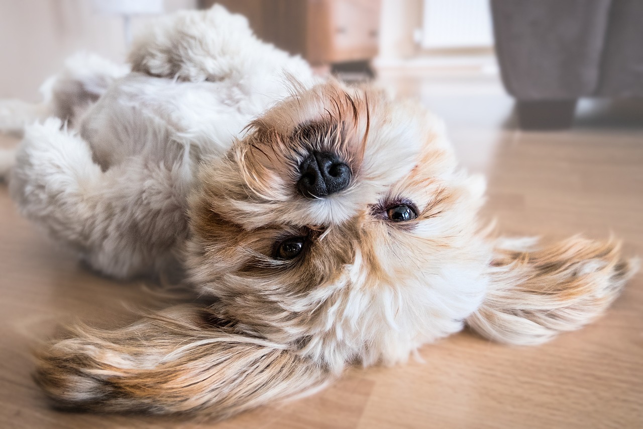 köpek bakımı basıl yapılır