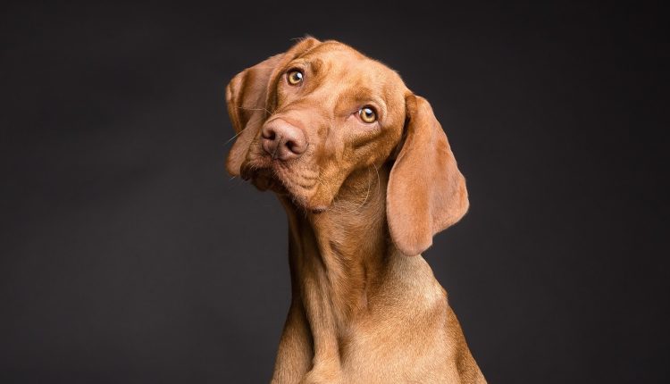 Köpeklerde Kısırlaştırma
