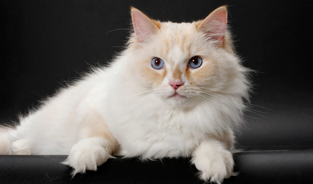sevimli kedi irklari 3