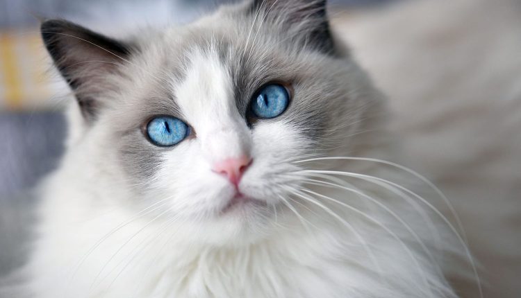 sevimli kedi irklari