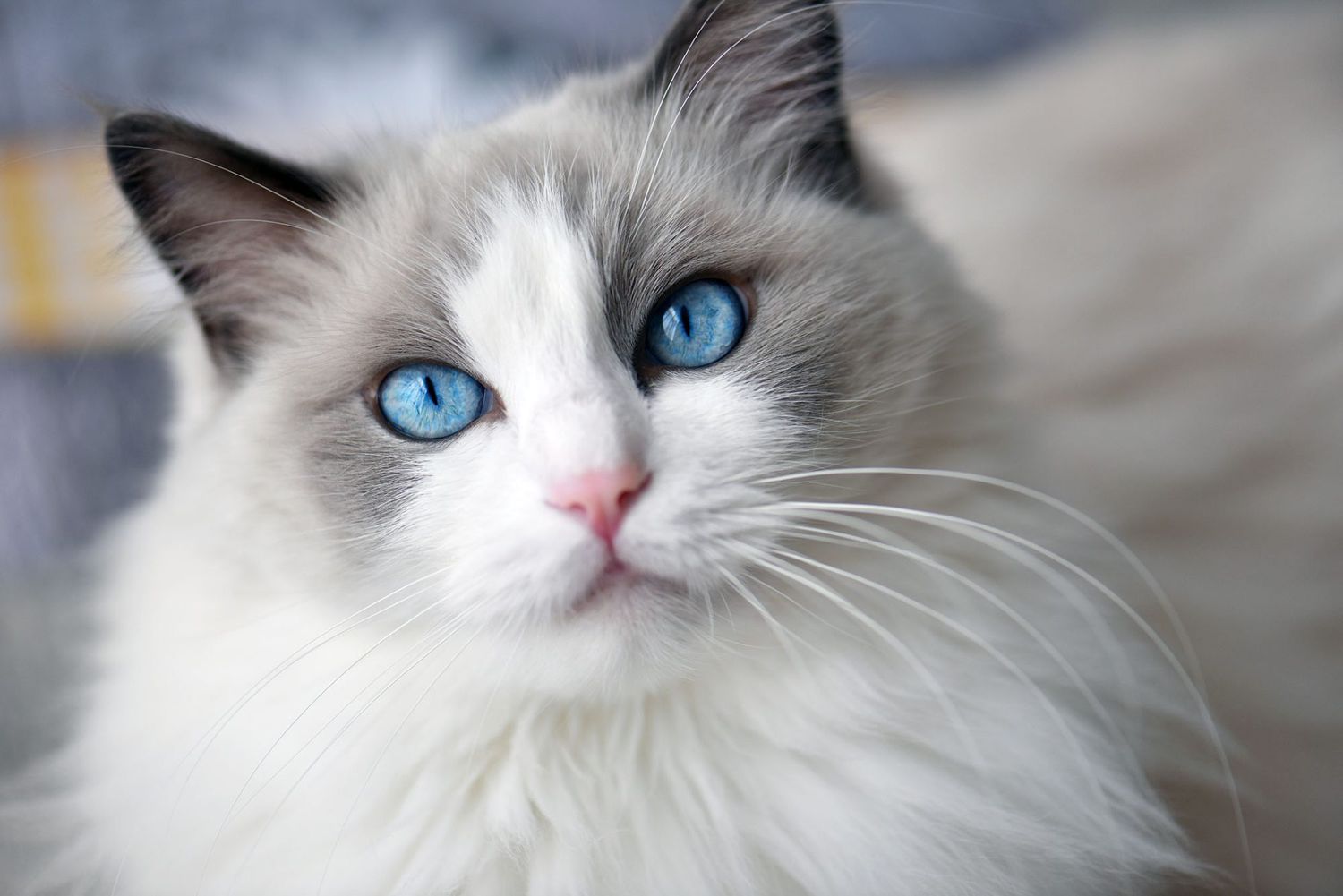 sevimli kedi irklari