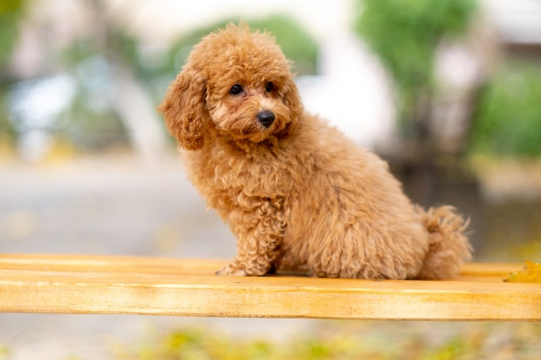 Uzun Yaşayan Köpek Irkları