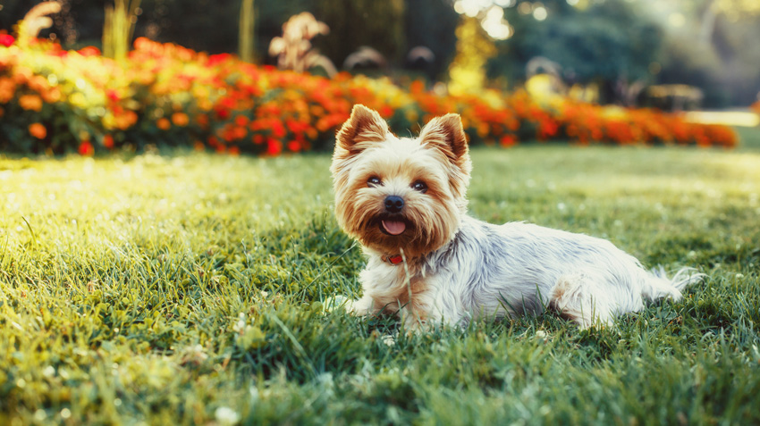 Uzun Yaşayan Köpek Irkları