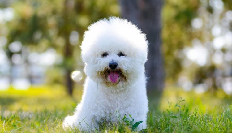 Uzun Yaşayan Köpek Irkları