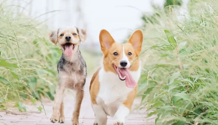 Cana Yakın Köpek Irkları 2024