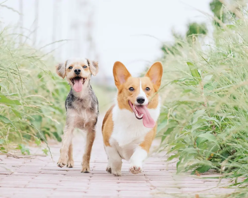 Cana Yakın Köpek Irkları 2024
