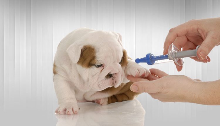 Kedi Ve Köpeklerde D Vitamini Önemi 2024