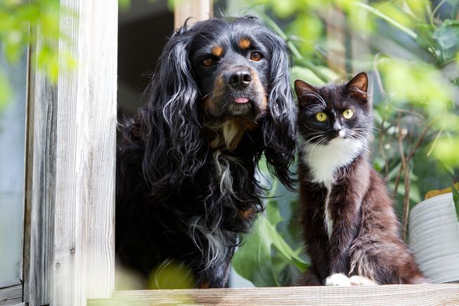 Kedi ve Köpekler İçin Zehirli Böcekler 2024