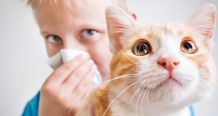 Kedilerde Göz Sorunları Belirtileri 2024