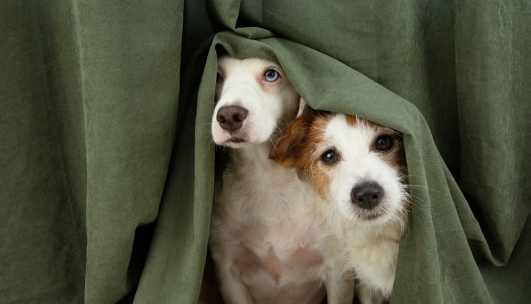 Köpekler Neden Korkar 2024