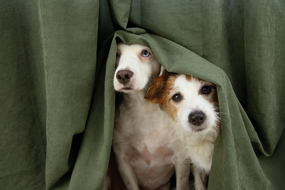 Köpekler Neden Korkar 2024 Köpekler Neden Korkar 2024