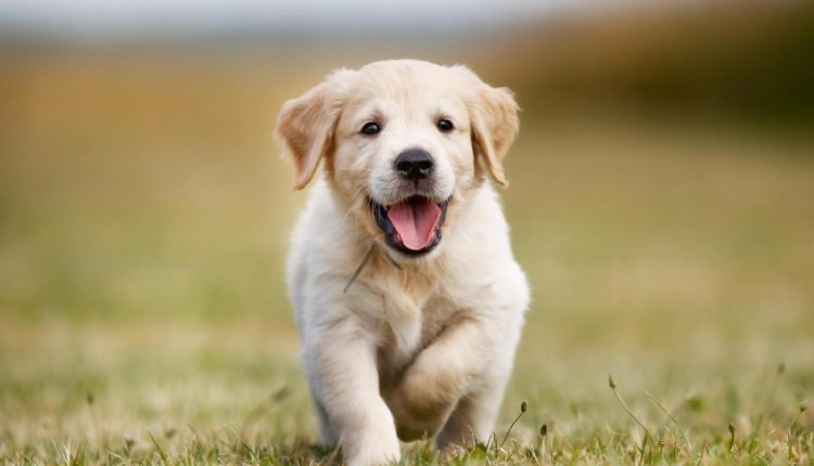 Köpekler Pişmiş Kemik Yer Mi 2024