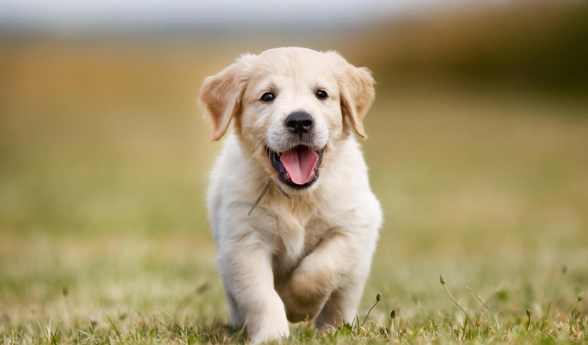 Köpekler Pişmiş Kemik Yer Mi 2024