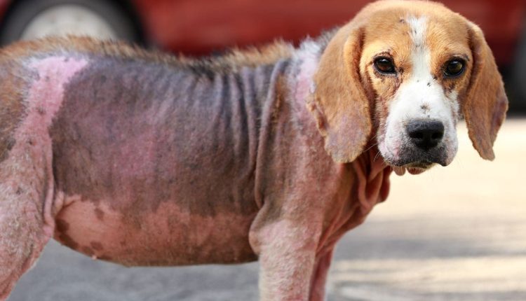 Köpeklerde Uyuz Sorunu 2024