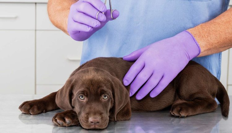 Kısırlaştırma Ameliyatı Sonrası Köpek Bakımı​