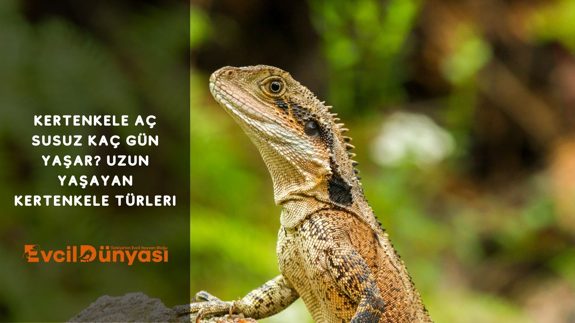 Kertenkele Aç Susuz Kaç Gün Yaşar? Uzun Yaşayan Kertenkele Türleri