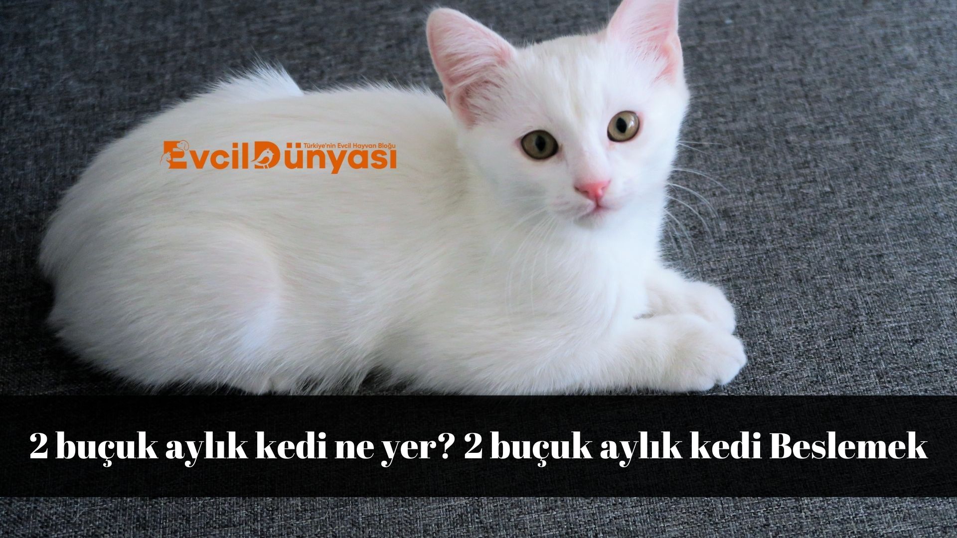 2 buçuk aylık kedi ne yer 2 buçuk aylık kedi Beslemek